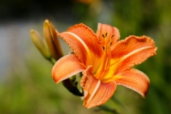 IMG_6325-Feuerlilie-ID0311-Web